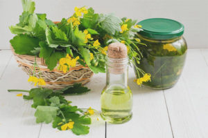 Therapeutic properties and contraindications of celandine