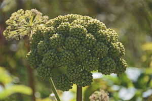 Medicinal properties and contraindications of angelica