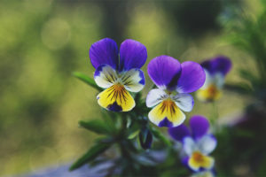 Propriétés thérapeutiques et contre-indications du violet tricolore