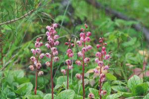 Proprietà medicinali e controindicazioni di wintergreen