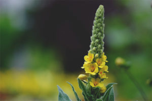 Mullein'in tıbbi özellikleri ve kontrendikasyonları