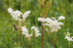 Meadowsweet'in tıbbi özellikleri ve kontrendikasyonları