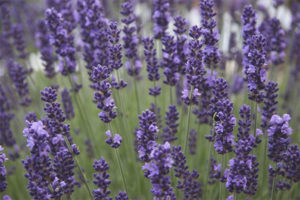 Medicinal properties and contraindications of lavender
