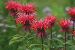 Propietats medicinals i contraindicacions monarda