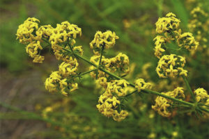 Medicinal properties and contraindications of bedstraw