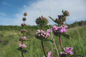 Propietats medicinals i contraindicacions zopnik