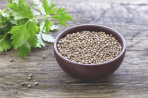 Useful properties and contraindications of coriander