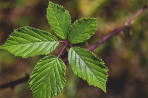 Useful properties and contraindications of blackberry leaves