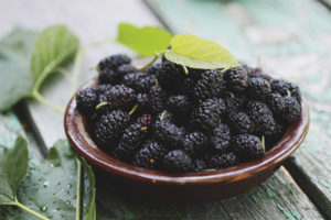 Useful properties and contraindications of the mulberry