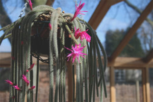 Growing and caring for aporocactus