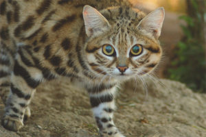 Afrikansk svartfot med katt