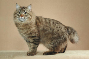 Amerikansk bobtail