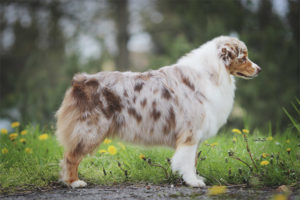 Australian shepherd dog