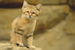 Sand cat