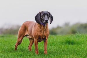 Bavarian mountain hound