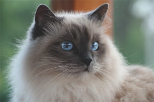 Birman kedisi