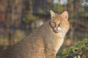 Chat de roseau