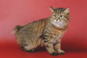 Kuriliansk Bobtail