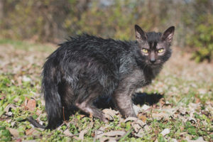 Lika (werewolf cats)