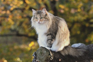 Gatto della foresta norvegese