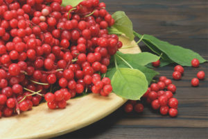 Useful properties and contraindications of Schisandra