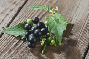 I benefici e i danni della belladonna nera