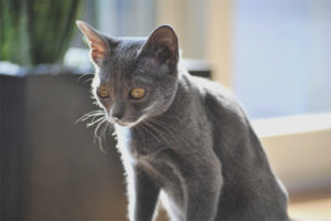 Cat breed korat