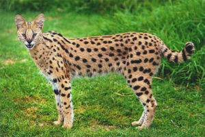 serval