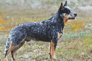 Australian shepherd dog