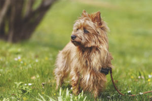 Australian terrier