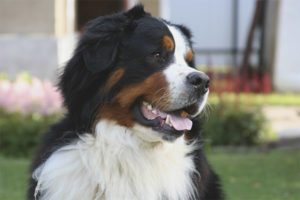 Bernese Mountain Dog