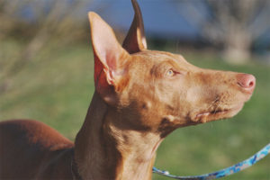 Pharaoh Hound