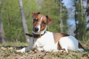 Fox Terrier liscio