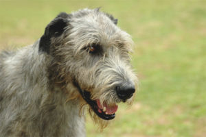 Wolfhound irlandese