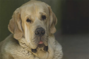 Spanish mastiff