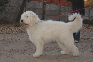 South Russian Shepherd Dog