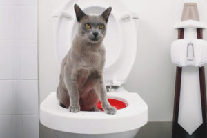 Comment entraîner un chat aux toilettes