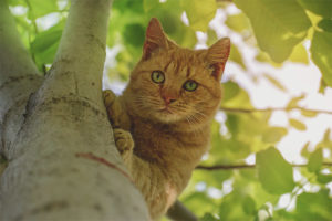 Slik fjerner du en katt fra et tre