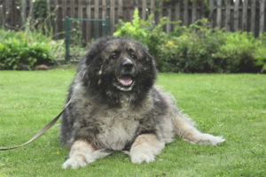 Caucasian Shepherd Dog