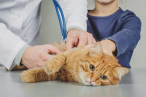 È possibile sterilizzare un gatto durante l'estro?