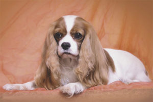 Cane cavalier king charles spaniel