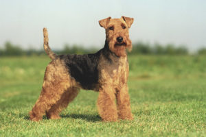 Welsh terrier