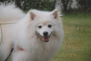 Amerikan Eskimo Spitz