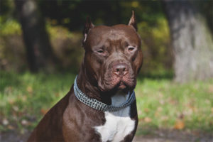 Amerikan Pit Bull Terrier