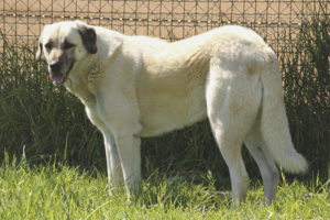 Anadolu Çoban Köpeği