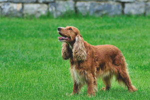 Cocker spaniel inglese