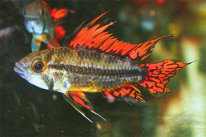 Apistogramma di cacatua