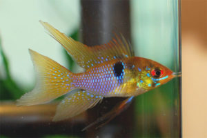 Apistogramma di Ramistrez