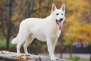 Beyaz İsviçre çoban köpeği