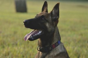 Belgian shepherd dog